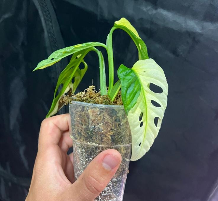 Monstera Adansonii Albo Variegated - Variegated Monstera - Rare Plants - Monstera Cuttings - Propagation Nodes