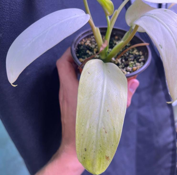 whipple way philodendron Philodendron Whipple Way - Rare Plant
