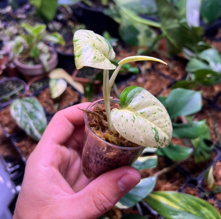 Epipremnum Pinnatum Marble Variegata - Rare Plant - Beautiful Plant - Cuttings