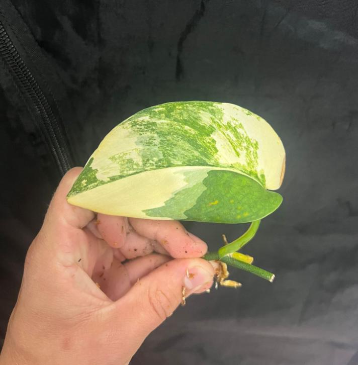 Scindapsus Jade Satin Variegata - Variegated Scindapsus - Rare Plants - Monstera Cuttings - Propagation Nodes