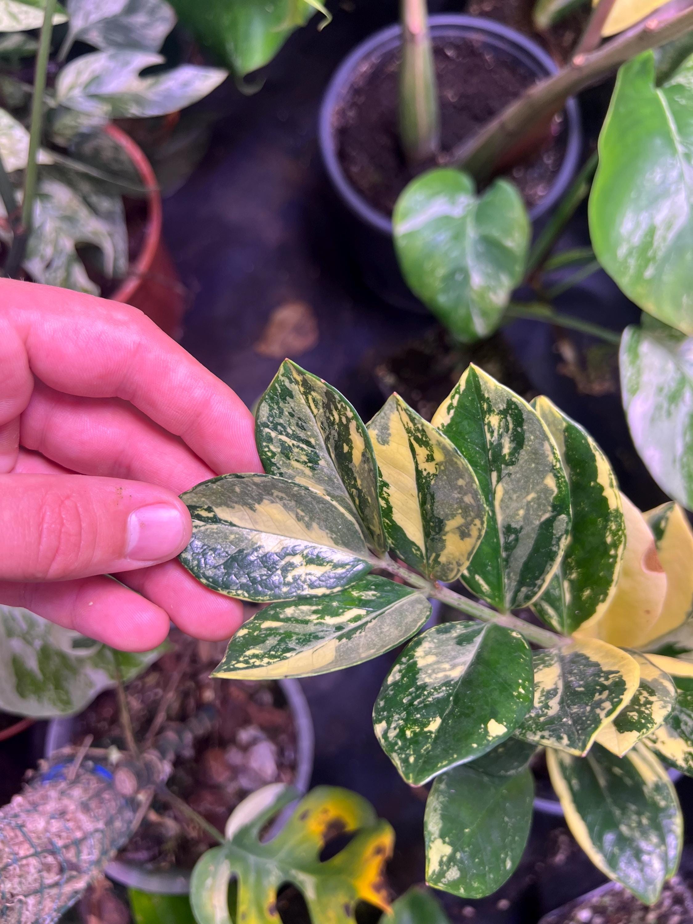 Variegated ZZ Plant- Zamioculcas Zamiifolia Variegata - beautiful succulent - propagation leaf