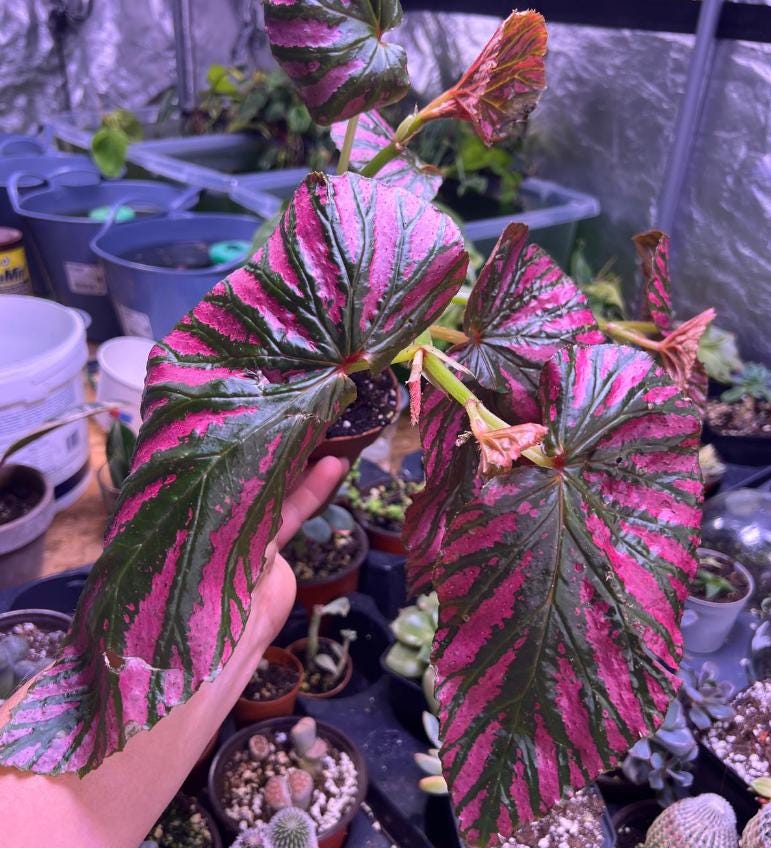 Begonia Brevirimosa 'Exotica' Edinburgh' - Rare Plants - Propagation Nodes