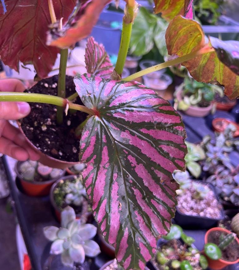 Begonia Brevirimosa 'Exotica' Edinburgh' - Rare Plants - Propagation Nodes