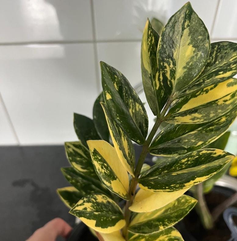 Variegated ZZ Plant- Zamioculcas Zamiifolia Variegata - beautiful succulent - propagation leaf