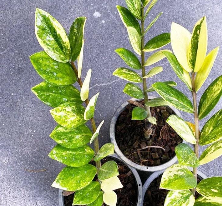 Variegated ZZ Plant- Zamioculcas Zamiifolia Variegata - beautiful succulent - propagation leaf