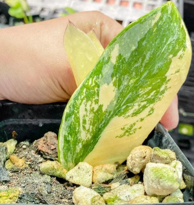 Variegated ZZ Plant- Zamioculcas Zamiifolia Variegata - beautiful succulent - propagation leaf