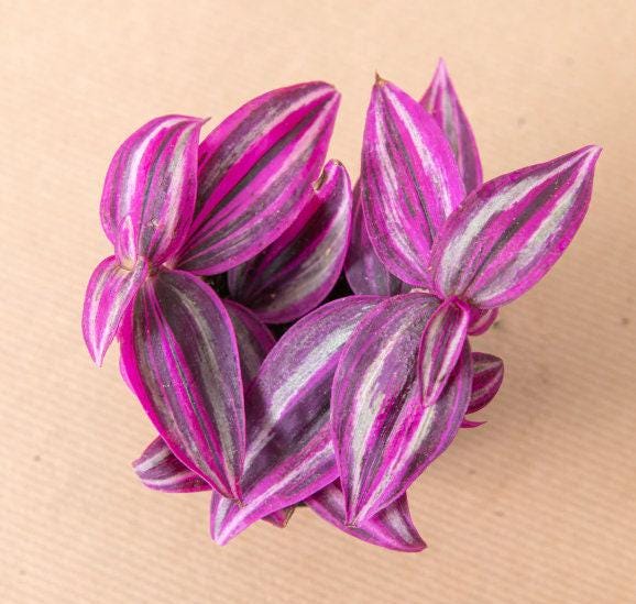 Tradescantia Pink Paradise - beautiful plant - rare plant - pink, white and green plant