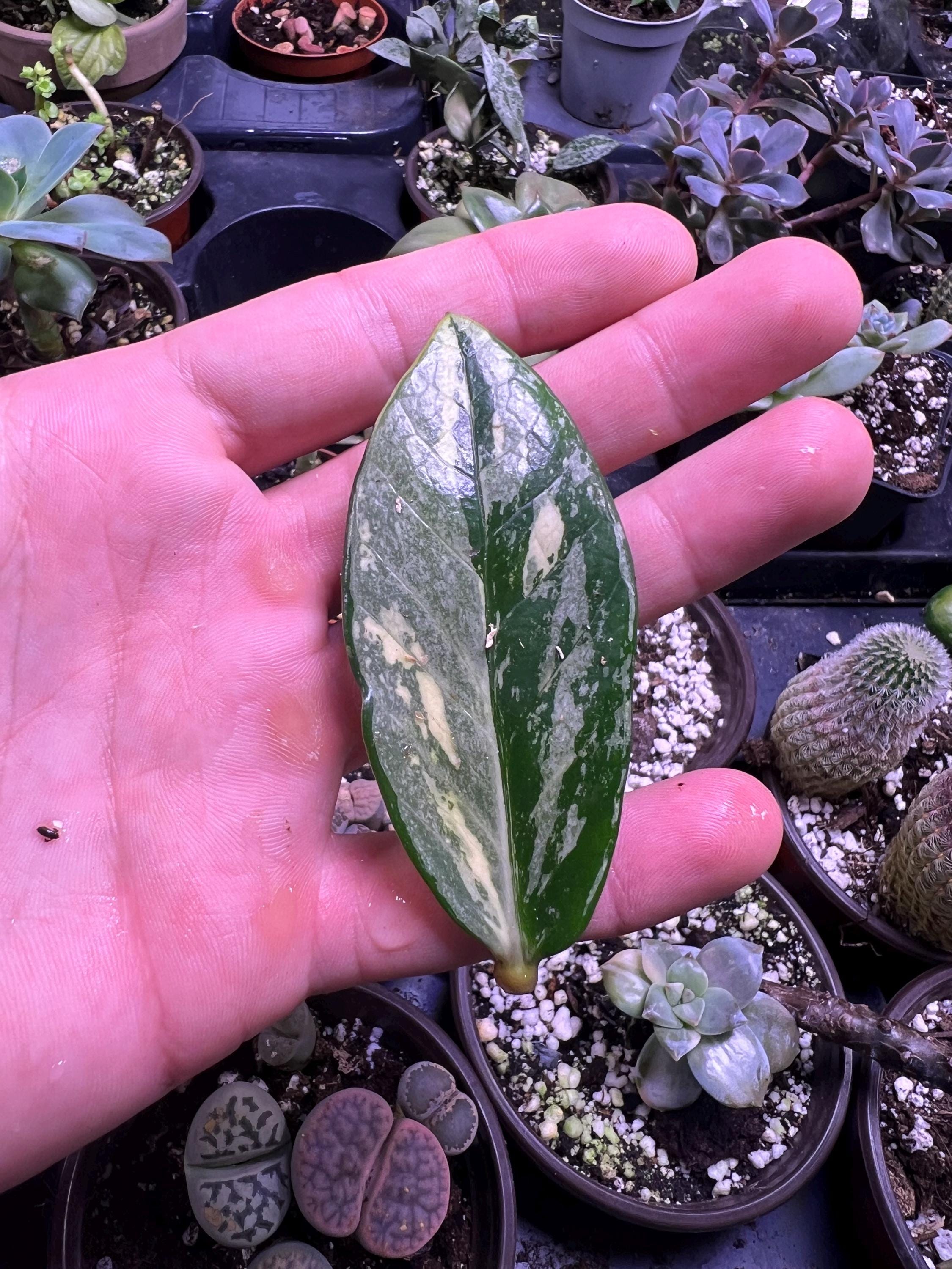 Variegated ZZ Plant- Zamioculcas Zamiifolia Variegata - beautiful succulent - propagation leaf