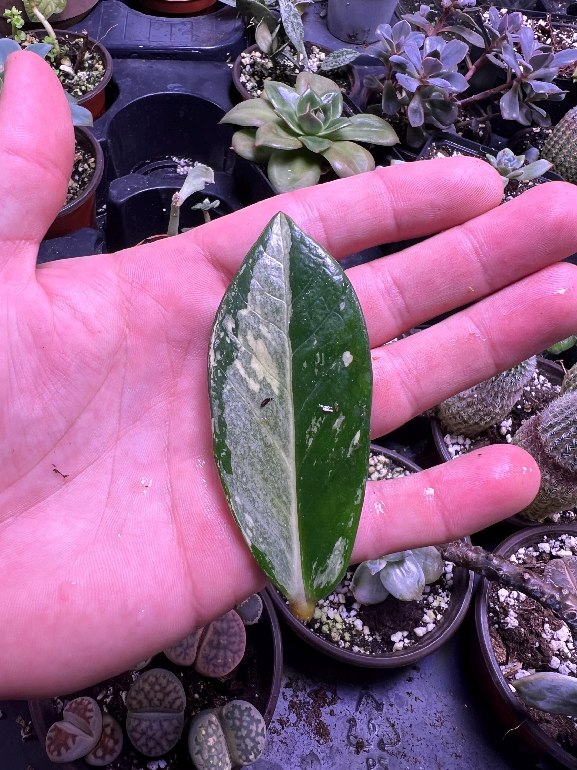Variegated ZZ Plant- Zamioculcas Zamiifolia Variegata - beautiful succulent - propagation leaf