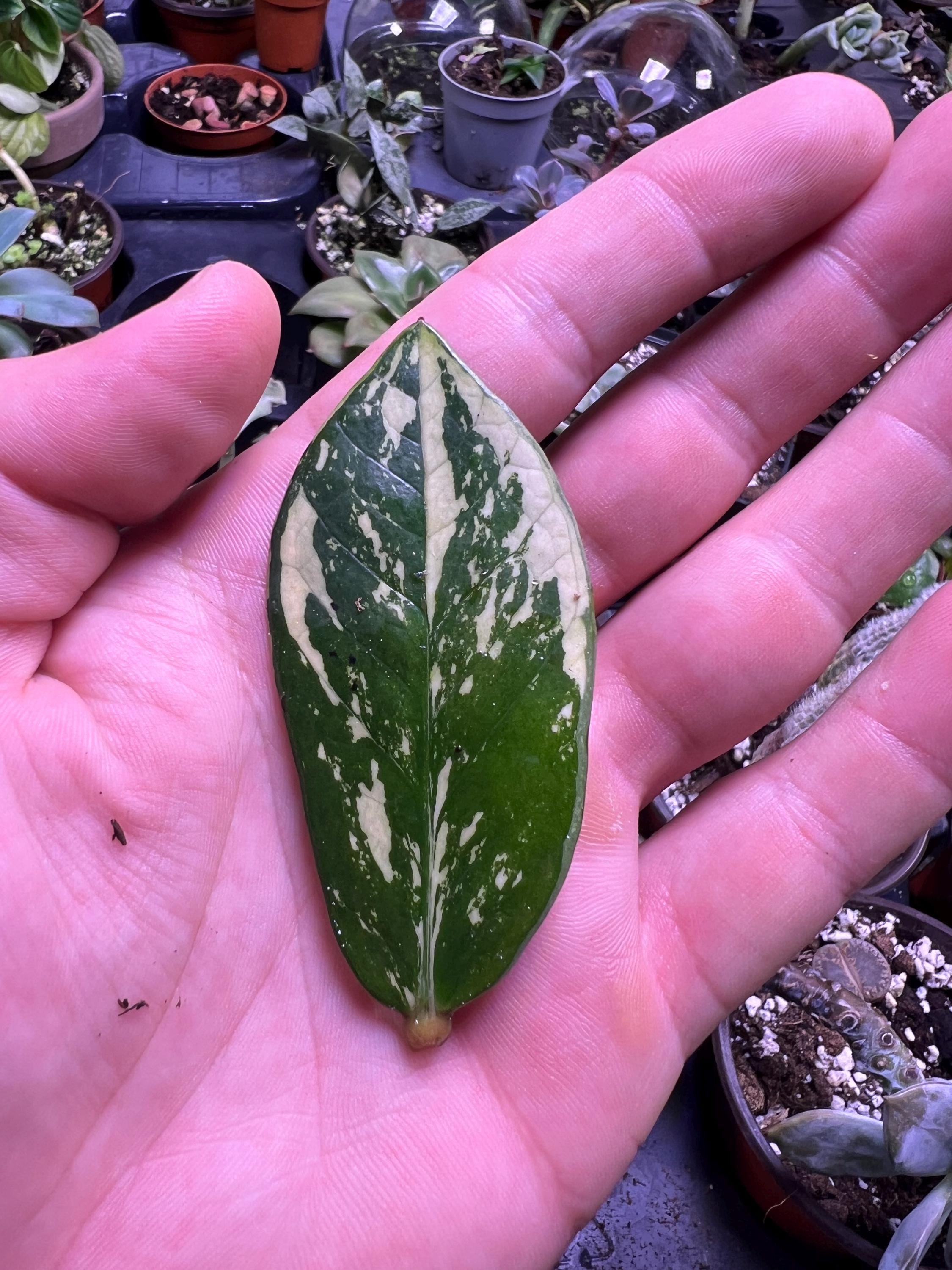 Variegated ZZ Plant- Zamioculcas Zamiifolia Variegata - beautiful succulent - propagation leaf