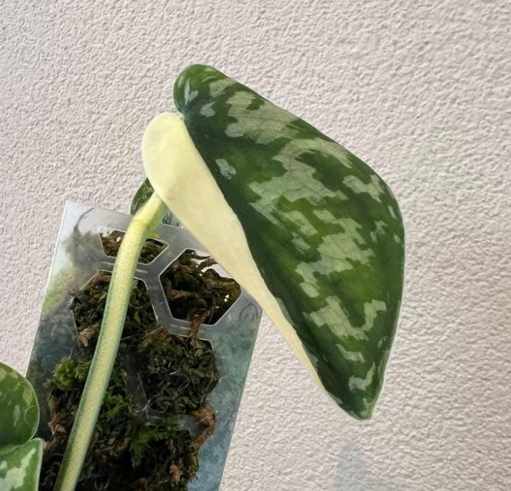Scindapsus Mayari albo variegata - Rare Plant - Beautiful Plant - Cuttings