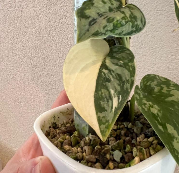 Scindapsus Mayari albo variegata - Rare Plant - Beautiful Plant - Cuttings