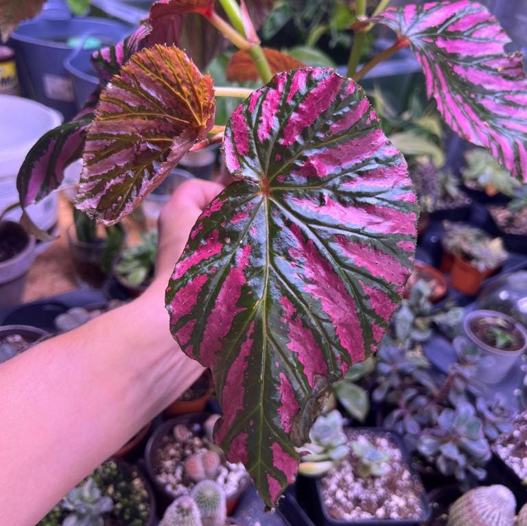 Begonia Brevirimosa 'Exotica' Edinburgh' - Rare Plants - Propagation Nodes