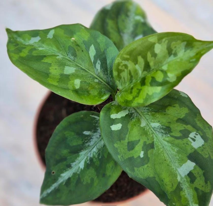 aglaonema pictum tricolor plant Aglaonema Pictum Tricolor - Rare Plant