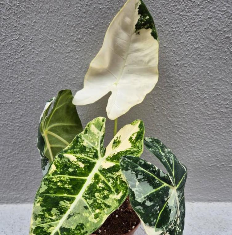 Alocasia Frydek Variegata - Rare Plant - Bulbs