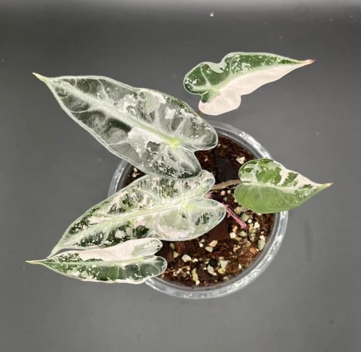 variegated pink elephant ear plant Alocasia Bambino Pink variegata - Rare Plant