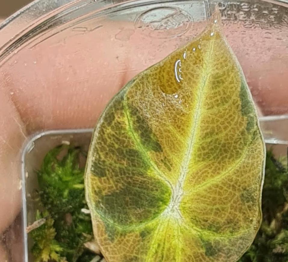 Alocasia Black Velvet Gold Aurea Variegata - Rare Plant - Bulbs