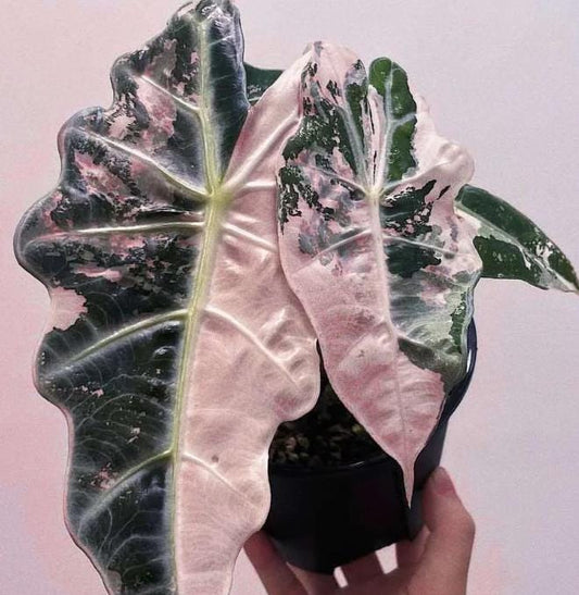 Alocasia Polly variegata - Rare Plant - Bulbs