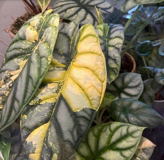 Alocasia Silver Dragon Variegata - Rare Plant - Beautiful Plant