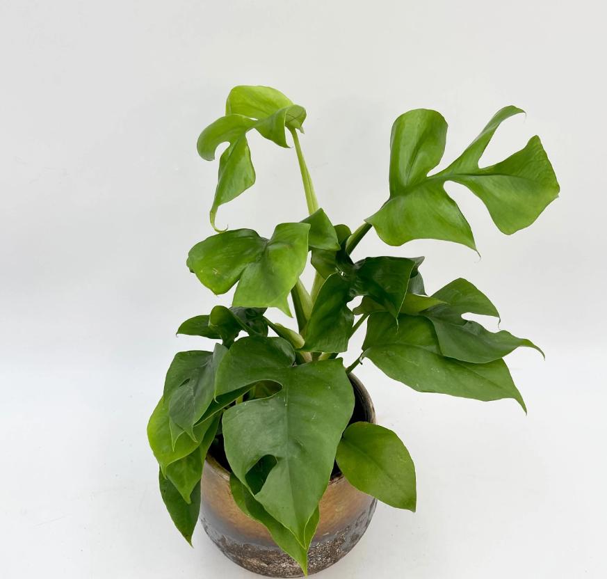 Rapidophora Tetrasperma - Monstera Minima - Rare Plants - Monstera Cuttings - Propagation Nodes
