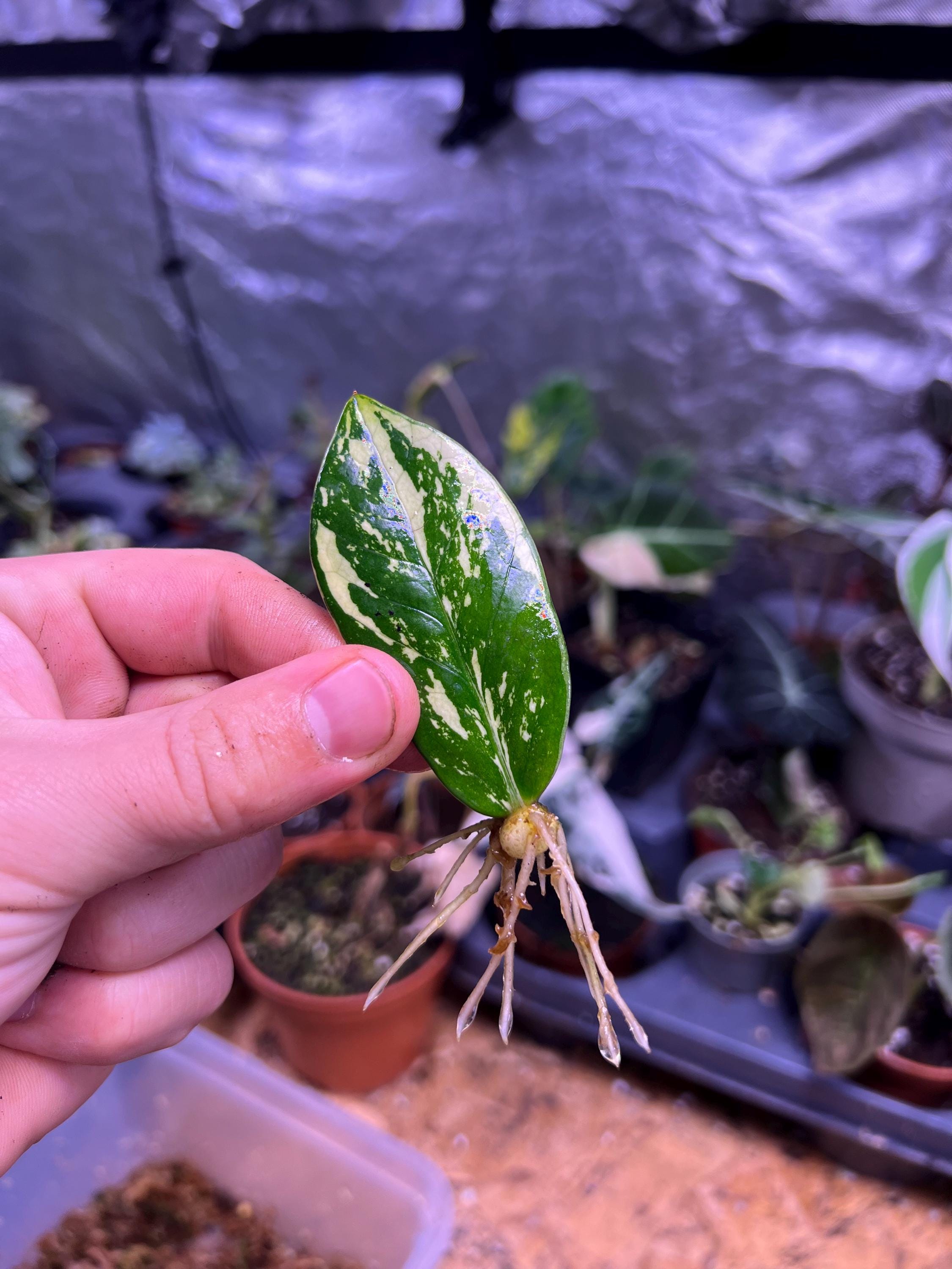Variegated ZZ Plant- Zamioculcas Zamiifolia Variegata - beautiful succulent - propagation leaf
