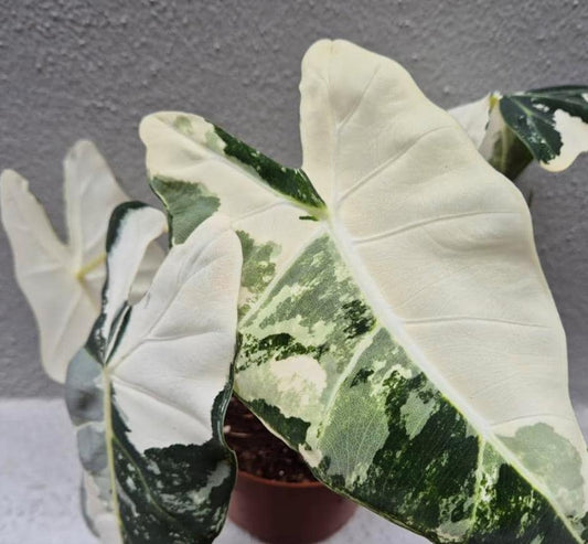 Alocasia Frydek Variegata - Rare Plant - Bulbs