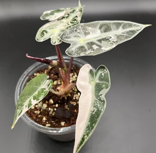 Alocasia Bambino Pink variegata - Rare Plant - Bulbs