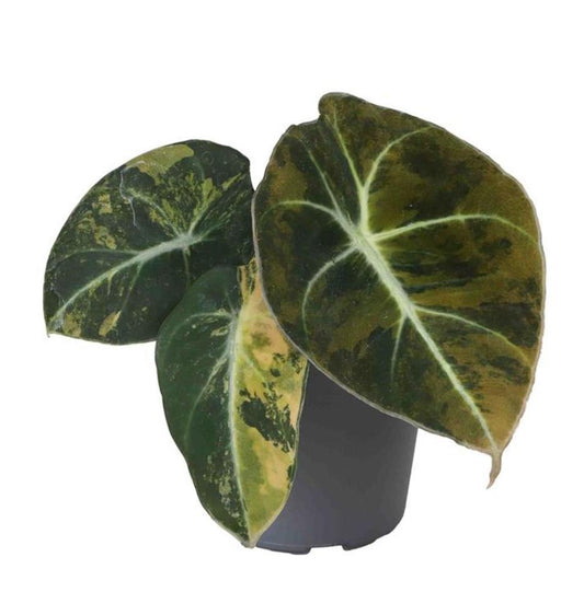Alocasia Black Velvet Gold Aurea Variegata - Rare Plant - Bulbs