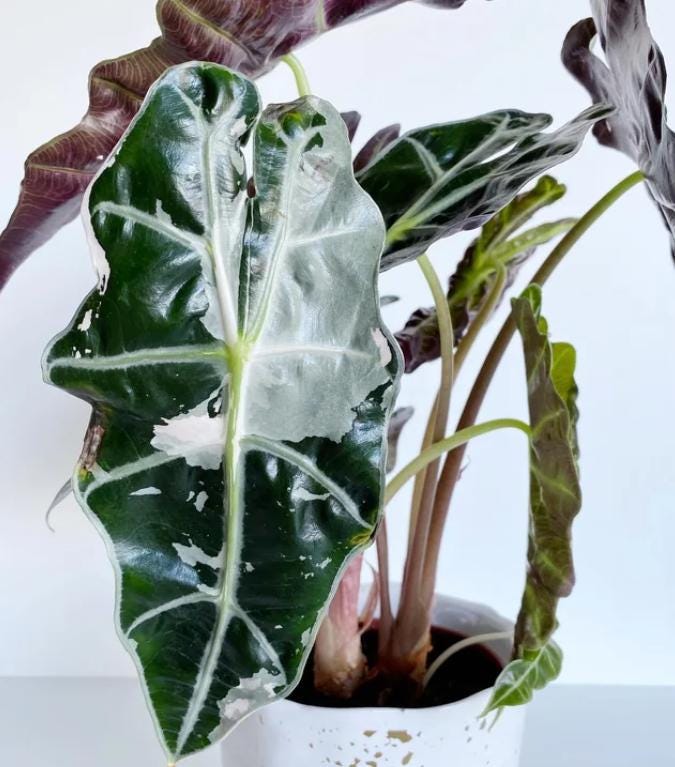 Alocasia Polly variegata - Rare Plant - Bulbs