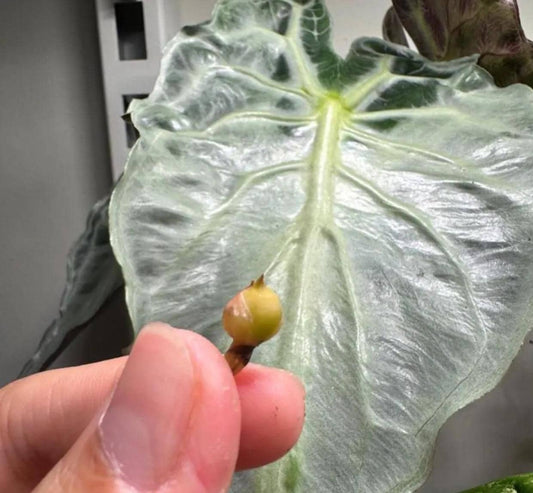 Alocasia Venom - Venom Alocasia - Rare Plant - Beautiful Plant