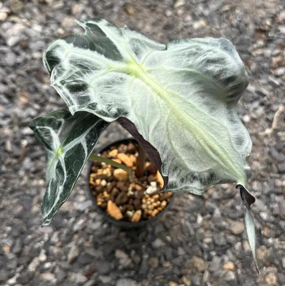 Alocasia Venom - Venom Alocasia - Rare Plant - Beautiful Plant