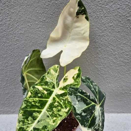 Alocasia Frydek variegata - Rare Plant - Beautiful Plant