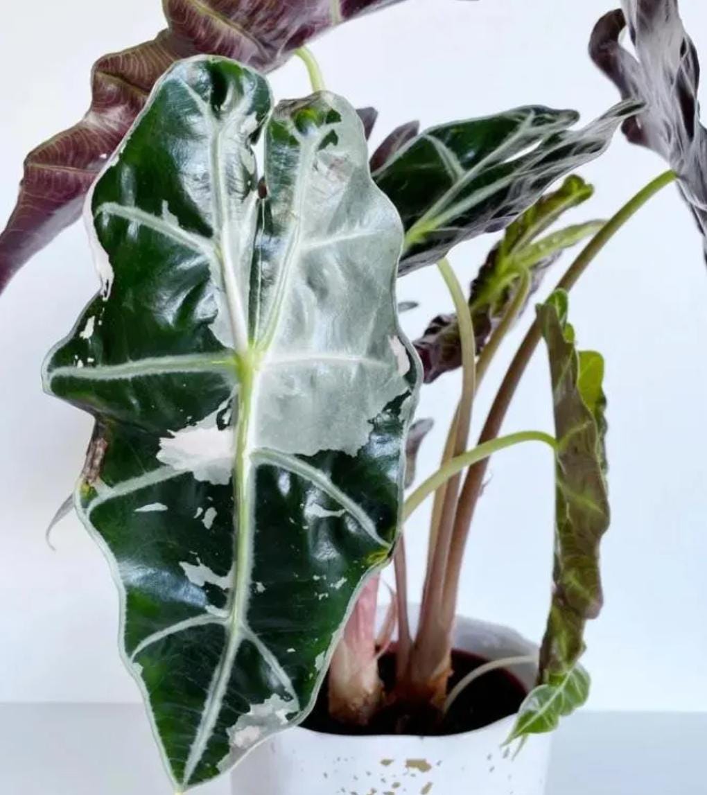 Alocasia Polly variegata - Rare Plant - Beautiful Plant