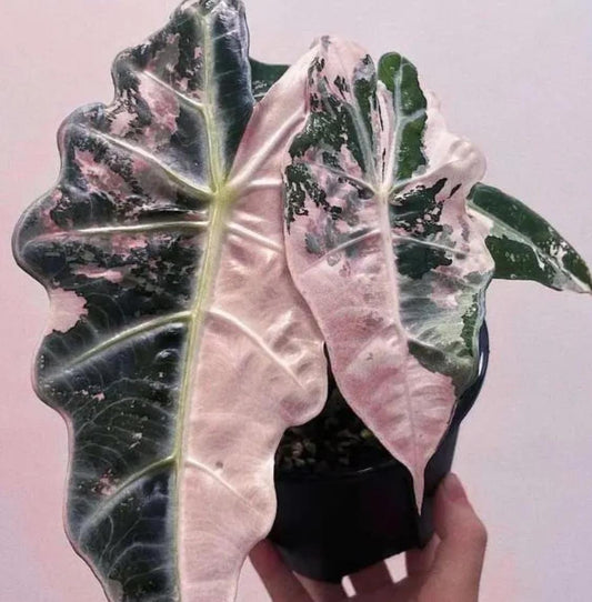 Alocasia Polly variegata - Rare Plant - Beautiful Plant