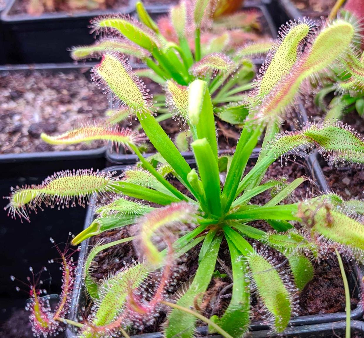 Drosera Capensis - Carnivorous Plants - Drosera Seeds