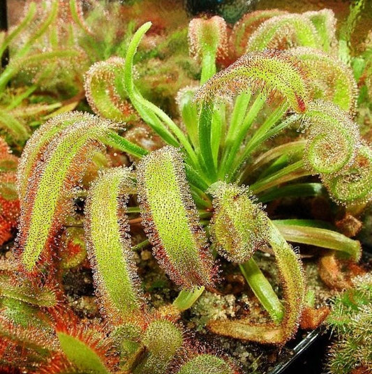 Drosera Capensis - Carnivorous Plants - Drosera Seeds