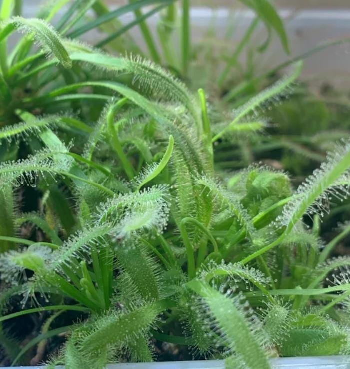 Drosera Capensis Alba - Carnivorous Plants - Drosera Seeds