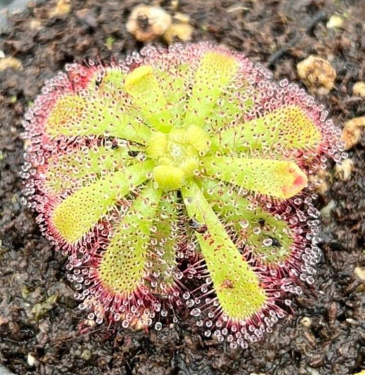 Drosera Admirabilis - Carnivorous Plants - Drosera Seeds