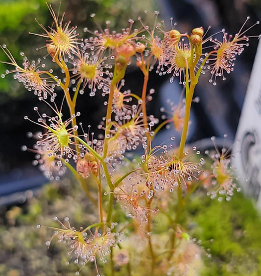 Drosera Auriculata - Carnivorous Plants - Drosera Seeds