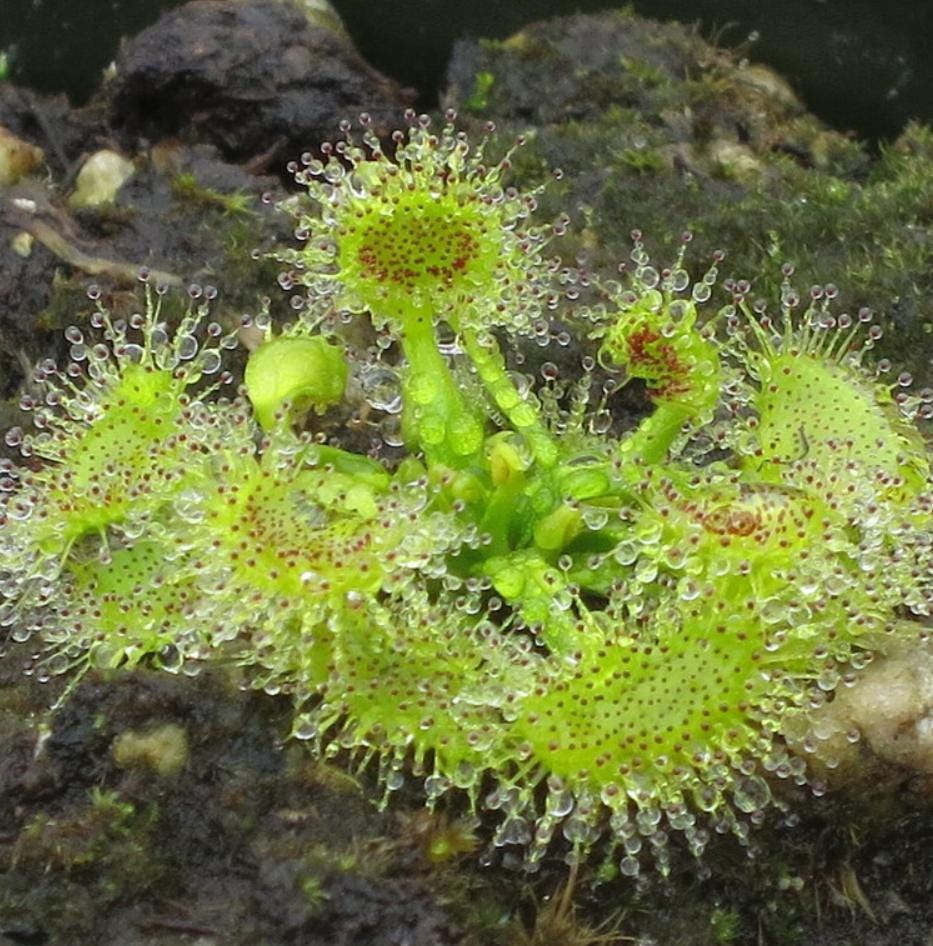 Drosera Auriculata - Carnivorous Plants - Drosera Seeds
