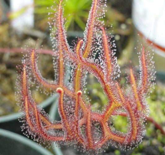 Drosera Binata - Carnivorous Plants - Drosera Seeds