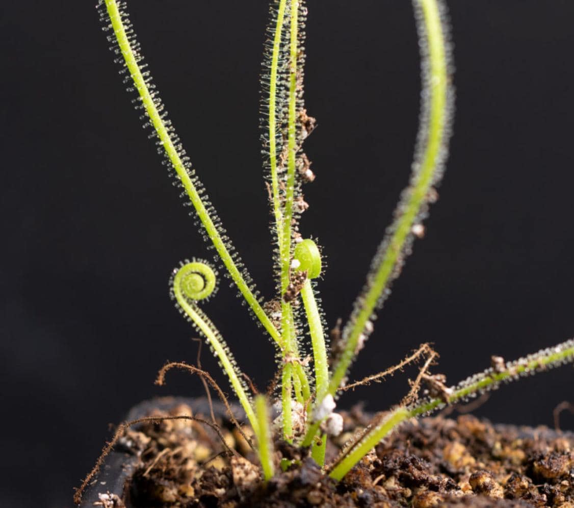 Drosera Filiformis - Carnivorous Plants - Drosera Seeds