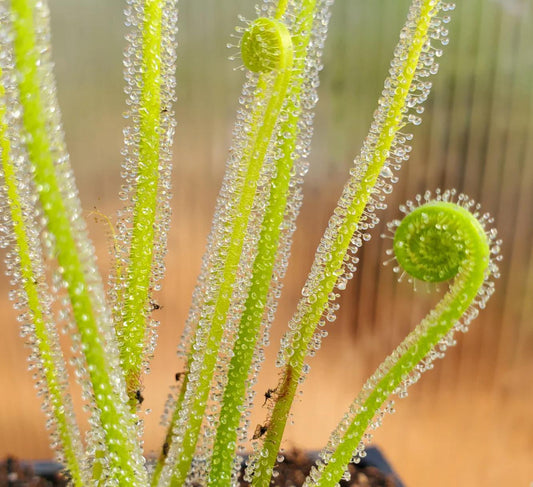 Drosera Filiformis - Carnivorous Plants - Drosera Seeds
