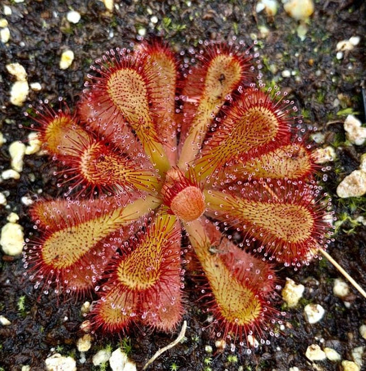 Drosera Venusta - Carnivorous Plants - Drosera Seeds