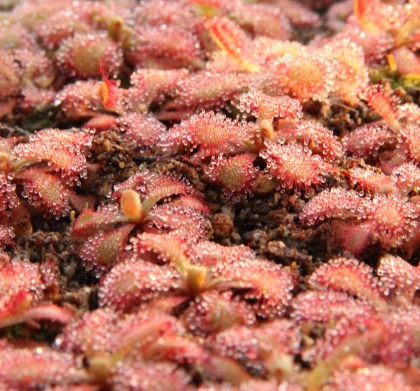 Drosera Venusta - Carnivorous Plants - Drosera Seeds