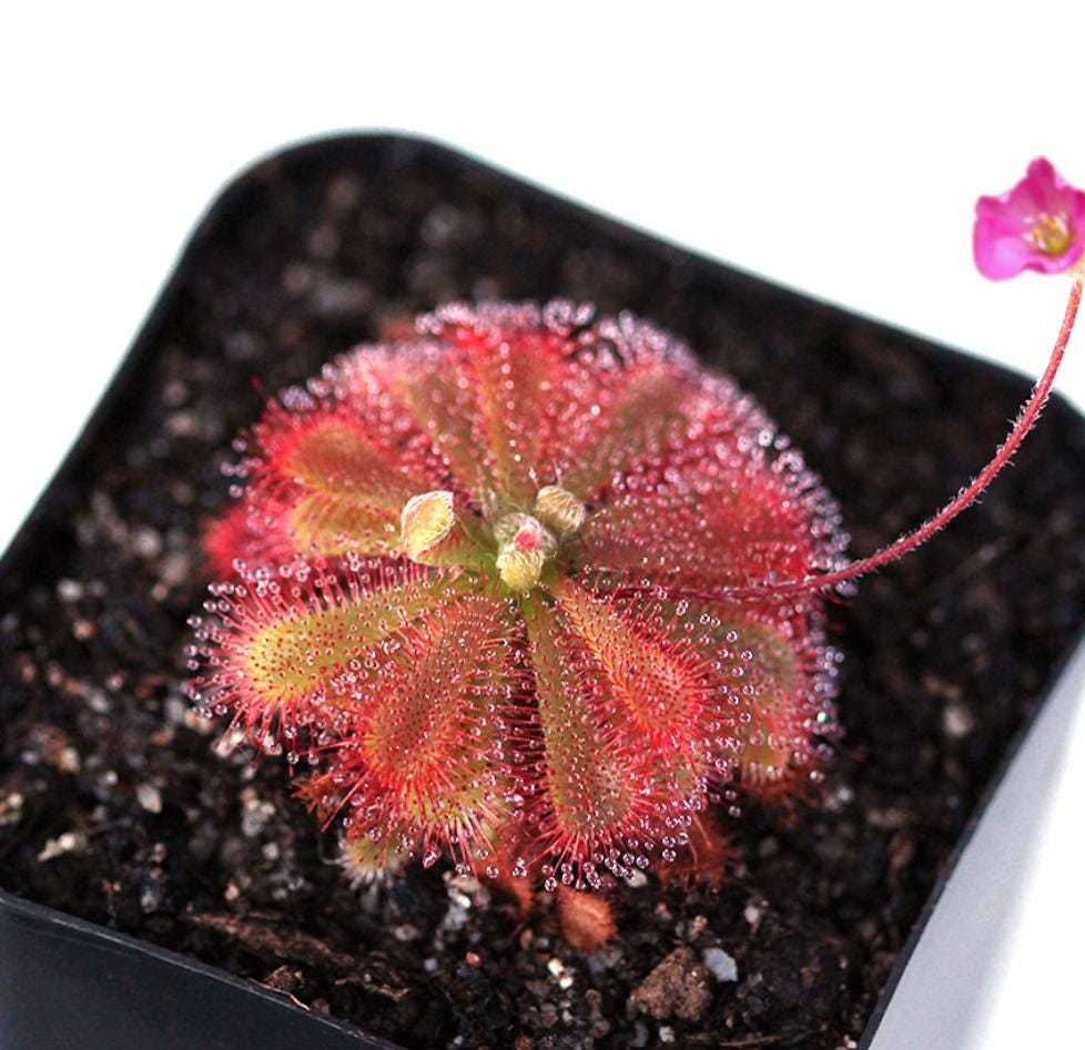 Drosera Spatulata - Carnivorous Plants - Drosera Seeds