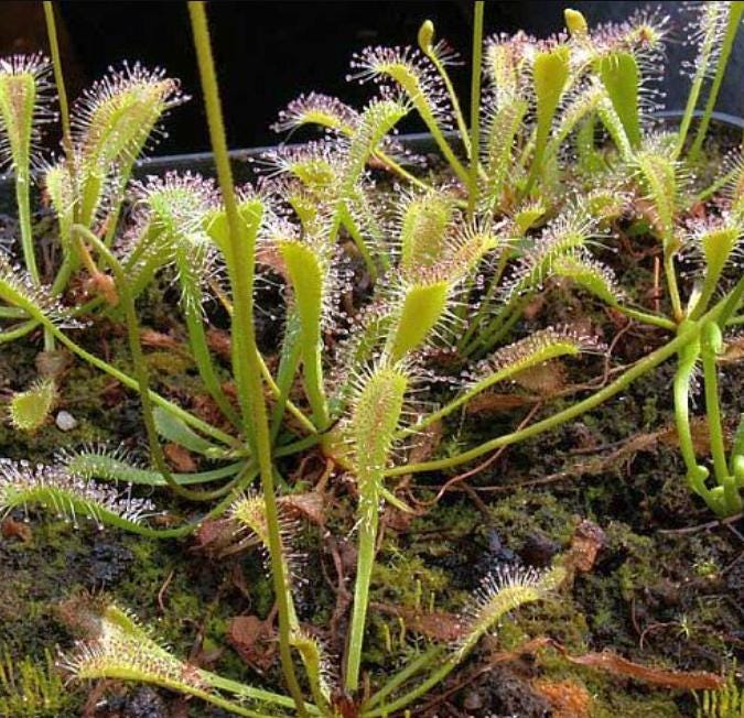 Drosera Nidiformis - Carnivorous Plants - Drosera Seeds