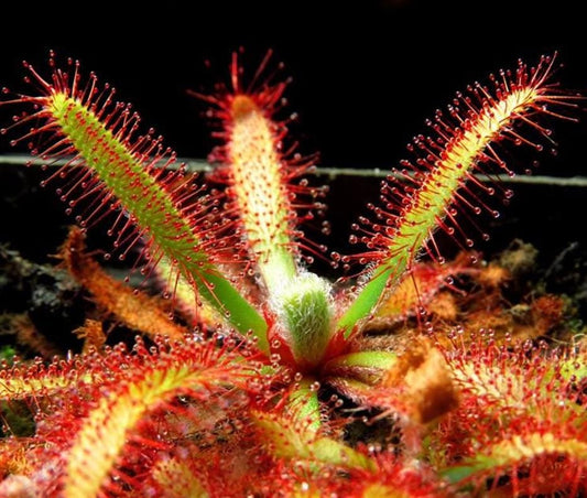 Drosera Latifolia - Carnivorous Plants - Drosera Seeds
