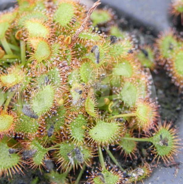 Drosera Yilgarnensis - Carnivorous Plants - Drosera Leafs - Propagation Leafs