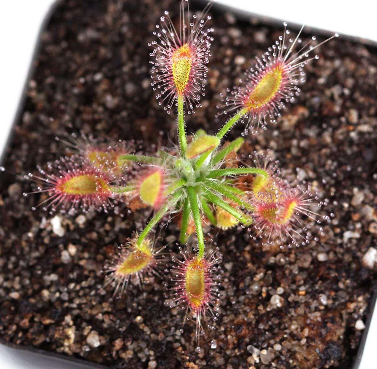 Drosera Scorpioides - Carnivorous Plants - Drosera Leafs - Propagation Leafs